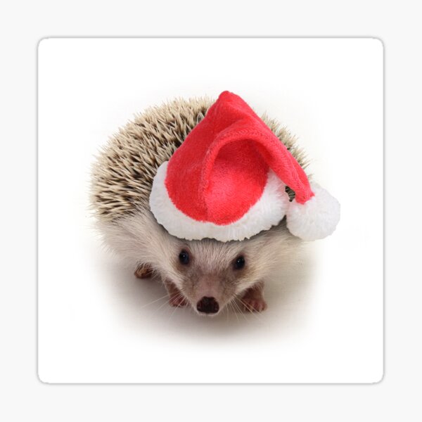 Christmas celebration with cute hedgehog coutume. Sticker