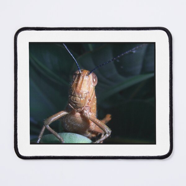 Item preview, Grasshopper Closeup and Personal designed and sold by JuliaWright.