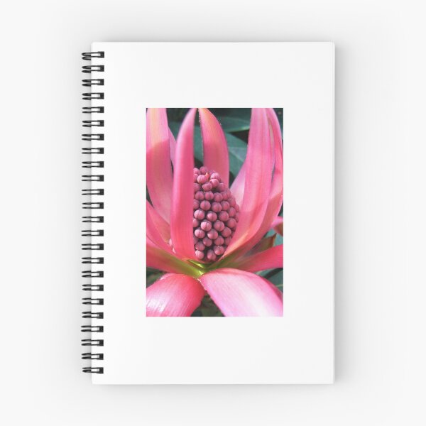 Item preview, Waratah Flowers designed and sold by JuliaWright.