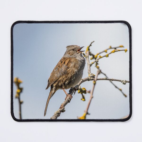 Item preview, Singing Dunnock designed and sold by LaHickmana.