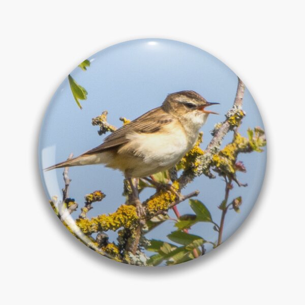 Item preview, Sedge Warbler singing designed and sold by LaHickmana.
