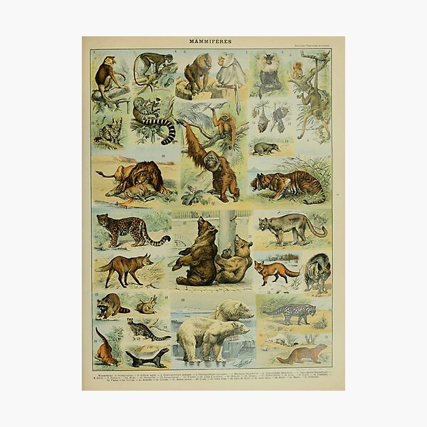 Item preview, Adolphe Millot, 1857-1921France | Ecology Vintage illustration by Adolphe Millot designed and sold by HobertShoop.
