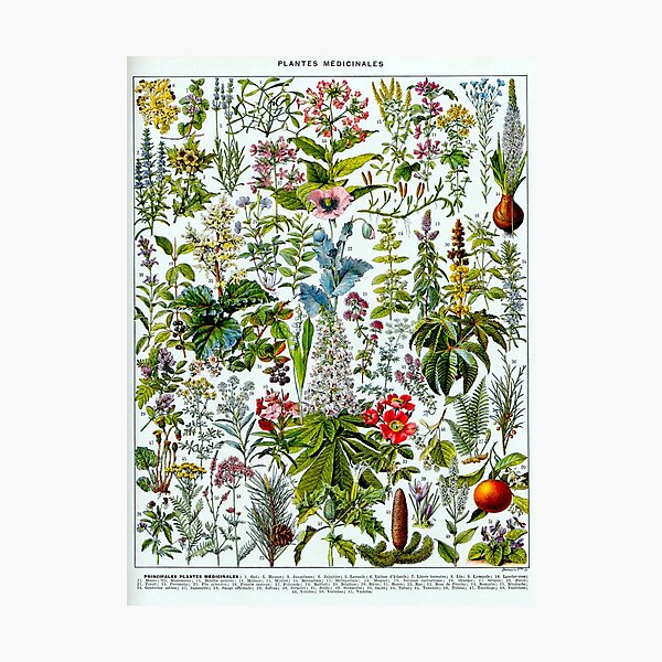 Item preview, Adolphe Millot, 1857-1921France | Ecology Vintage illustration by Adolphe Millot designed and sold by HobertShoop.