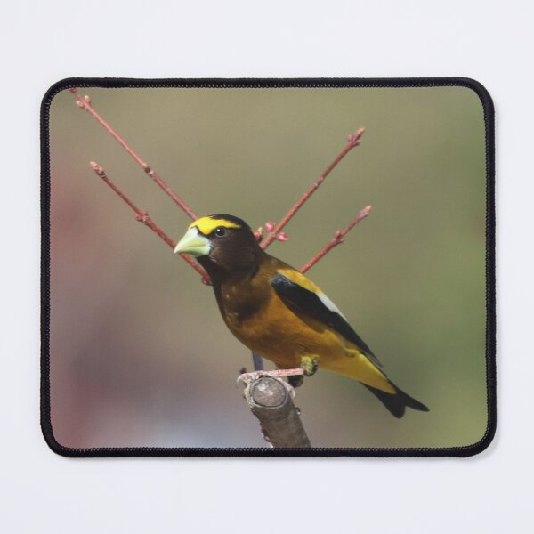 Item preview, An Evening Grosbeak  designed and sold by Judy Geller.