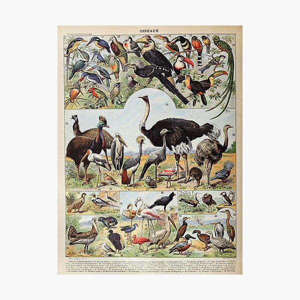 Item preview, Adolphe Millot, 1857-1921France | Ecology Vintage illustration by Adolphe Millot designed and sold by HobertShoop.