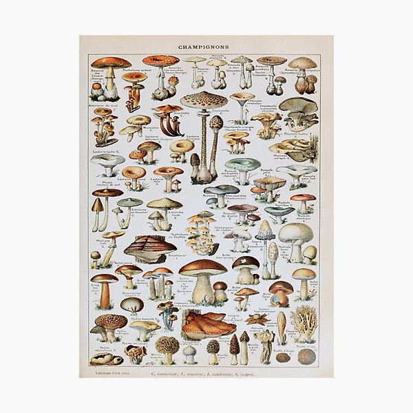 Item preview, Adolphe Millot, 1857-1921France | Ecology Vintage illustration by Adolphe Millot designed and sold by HobertShoop.