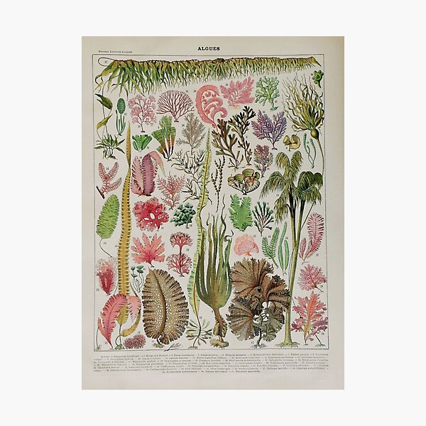 Item preview, Adolphe Millot, 1857-1921France | Ecology Vintage illustration by Adolphe Millot designed and sold by HobertShoop.