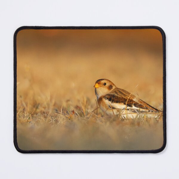Item preview, Snow Bunting at sunrise designed and sold by zmphotography.