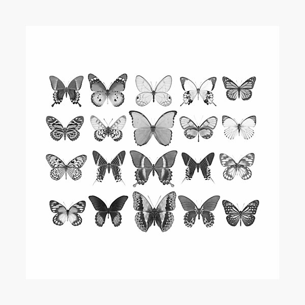 Mono Butterfly Collection Photographic Print