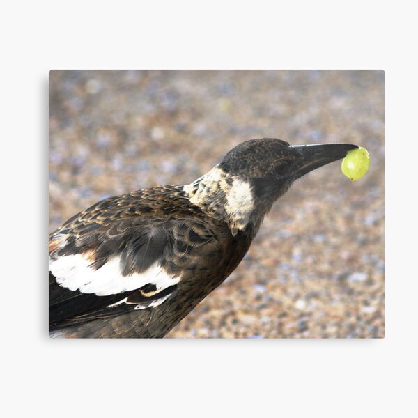 A bird with a Grape Metal Print