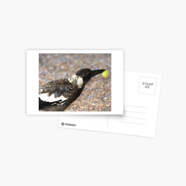 A bird with a Grape Postcard