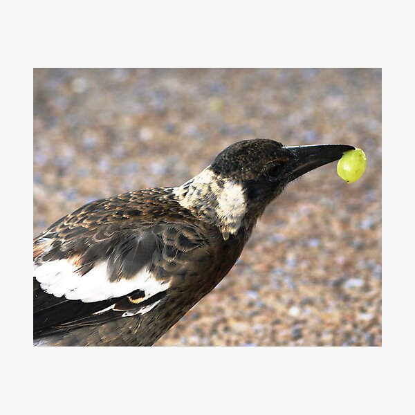 A bird with a Grape Photographic Print