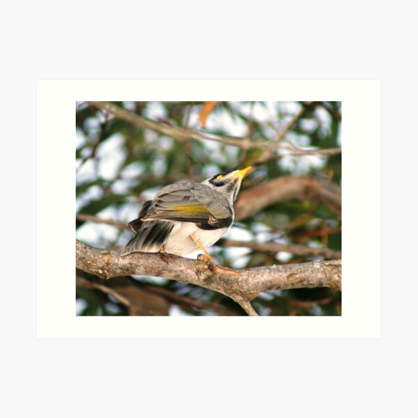 Bird Art Print