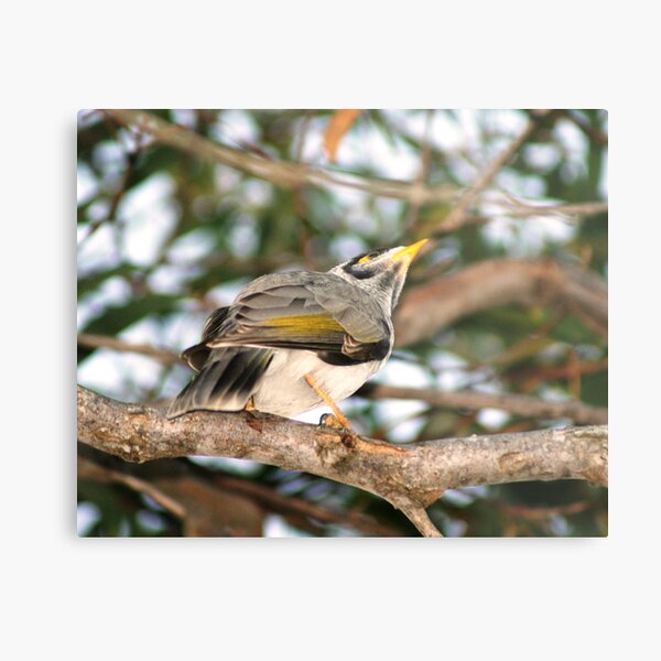 Bird Metal Print