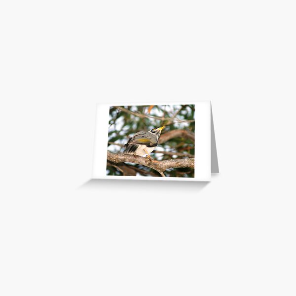 Bird Greeting Card