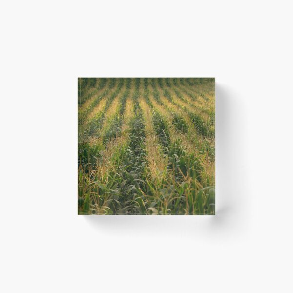 Item preview, Corn field designed and sold by Gaspar Avila.