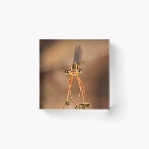 Item preview, Black-kneed Featherleg Damselfly 2 designed and sold by itchydogimages.