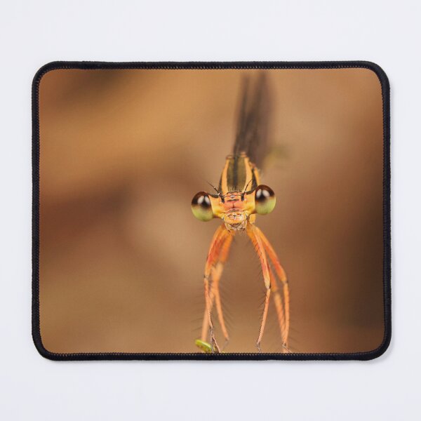 Item preview, Black-kneed Featherleg Damselfly 2 designed and sold by itchydogimages.