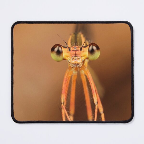 Item preview, Black-kneed Featherleg Damselfly 1 designed and sold by itchydogimages.