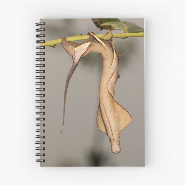 Item preview, Endromid Moth Caterpillar designed and sold by itchydogimages.