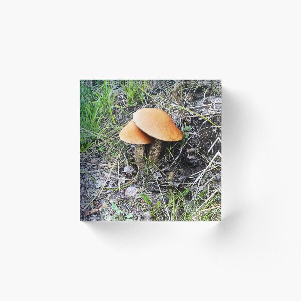 Aperçu de l'œuvre Champignon sauvage créée et vendue par Image-Prints.