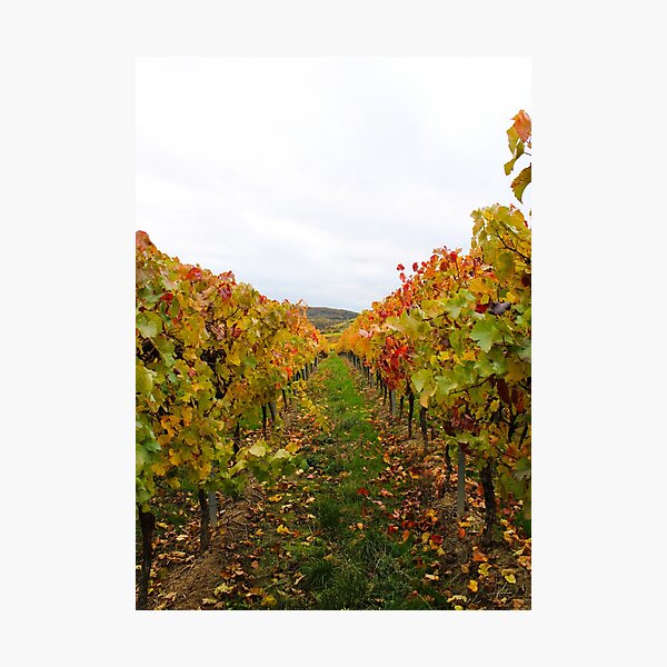 Item preview, Autumnal vineyards designed and sold by rhosbahu.