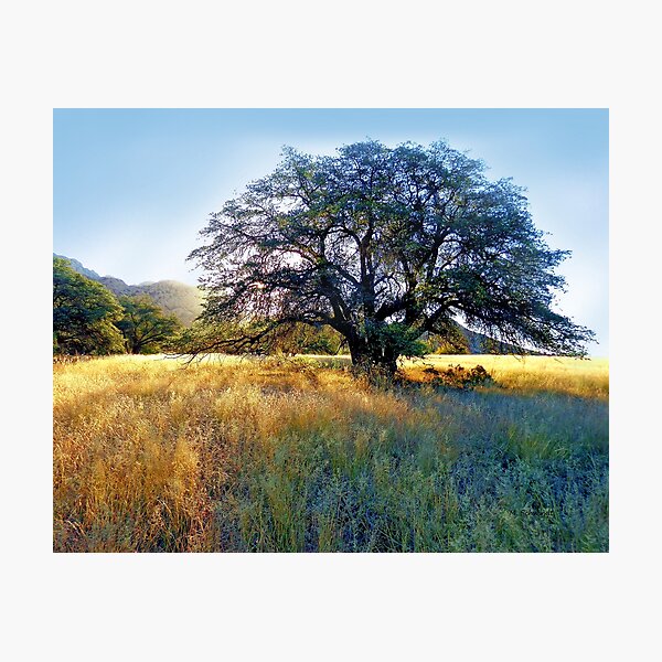 Item preview, Majestic oak tree at sunrise designed and sold by MarySchwindt.