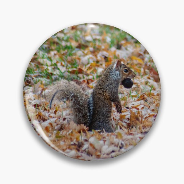 Item preview, Squirrel Standing on Hind Legs with Nut designed and sold by JLorrainePhoto.
