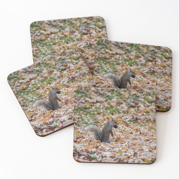 Item preview, Squirrel Standing on Hind Legs with Nut designed and sold by JLorrainePhoto.