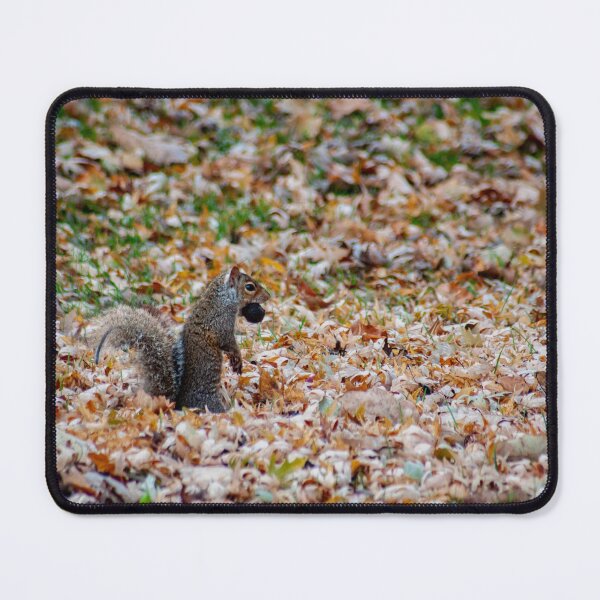 Item preview, Squirrel Standing on Hind Legs with Nut designed and sold by JLorrainePhoto.