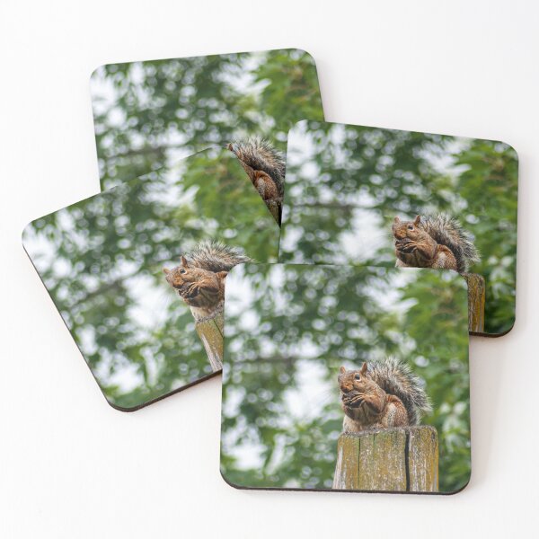 Item preview, Squirrel on Post Eating Nut designed and sold by JLorrainePhoto.