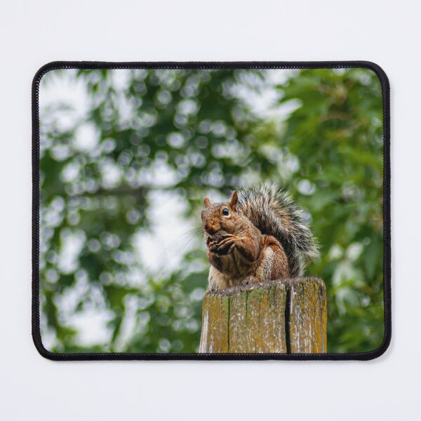 Item preview, Squirrel on Post Eating Nut designed and sold by JLorrainePhoto.