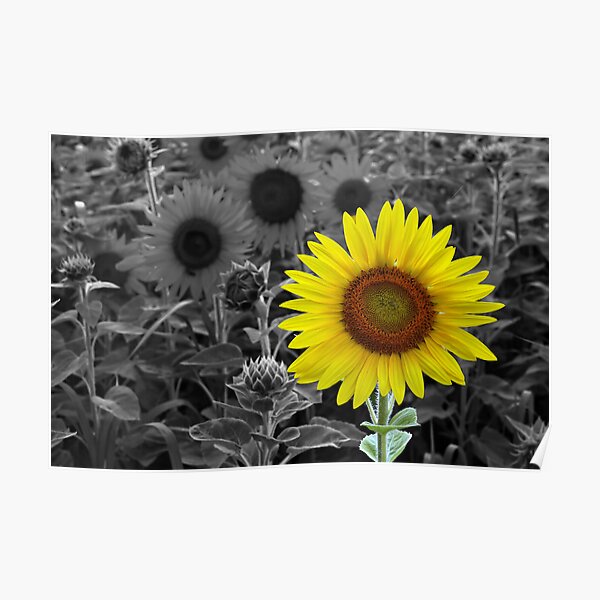 The Sun Is Shining Poster