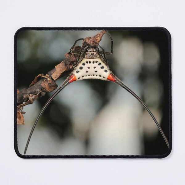 Item preview, Long-horned Orb-weaver Spider 2 designed and sold by itchydogimages.
