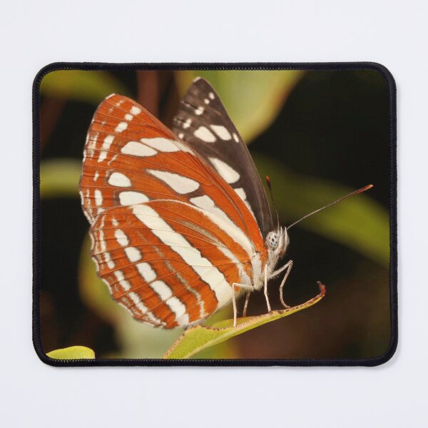 Item preview, Common Sailer  designed and sold by itchydogimages.