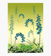 Flowers Photographic Print