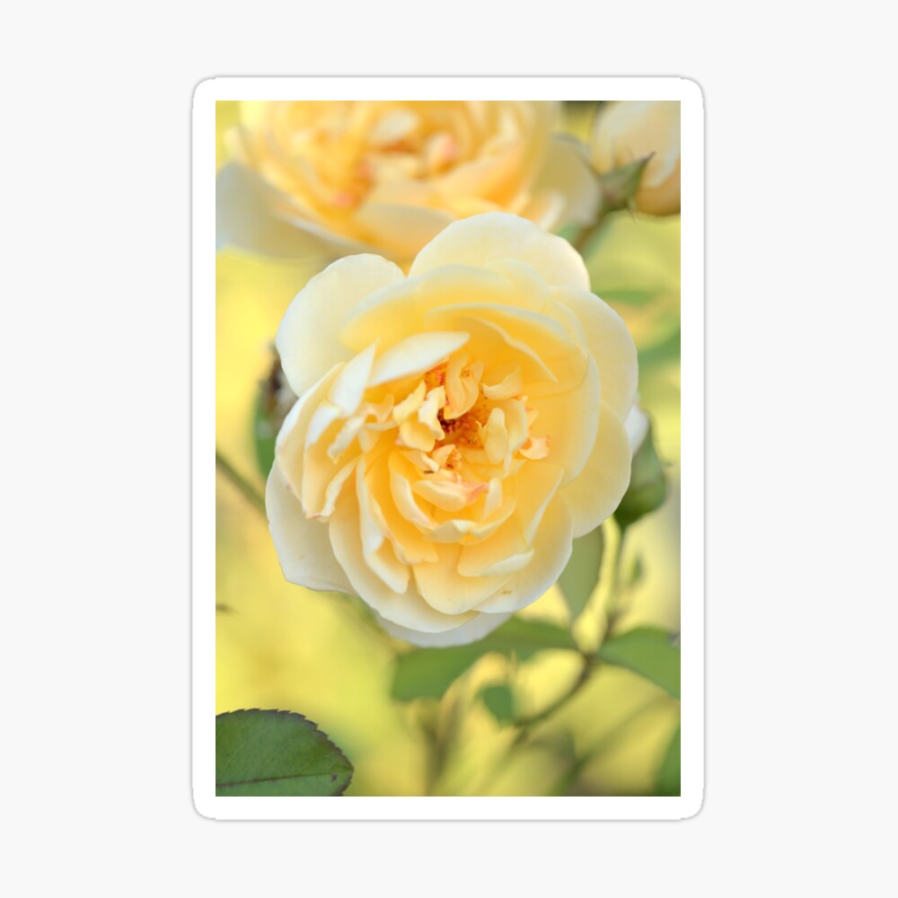 David Austin Rose Graham Thomas Greeting Card By Imaginethis Redbubble