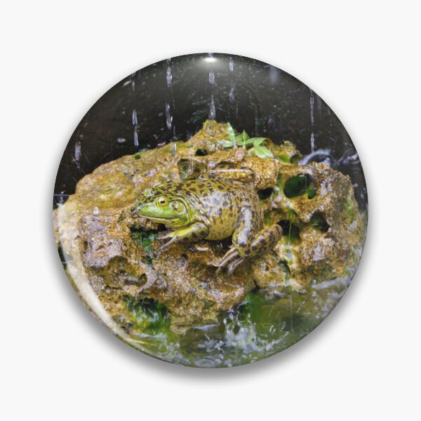 Item preview, American Bullfrog in a Fountain in Bali, Indonesia designed and sold by The Botanical Jason.