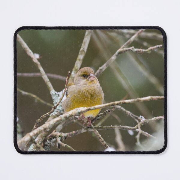 Item preview, Yrmy The Sober One. European greenfinch designed and sold by Jouko Lehto Photography.