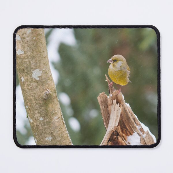 Item preview, Snowing today. European greenfinch designed and sold by Jouko Lehto Photography.