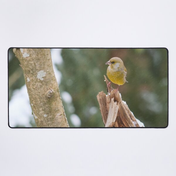 Item preview, Snowing today. European greenfinch designed and sold by Jouko Lehto Photography.