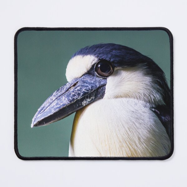 Item preview, Boat-billed heron designed and sold by Giuseppe Cammino.