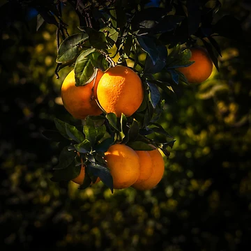 Artwork thumbnail, Almost Ripe by Ralph Goldsmith