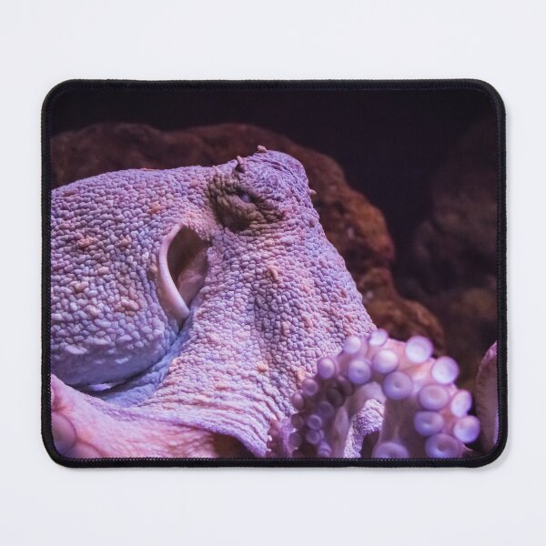 Item preview, Portrait of an octopus designed and sold by Giuseppe Cammino.