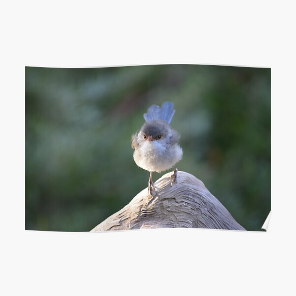 Blue Wren female, logging on! Poster