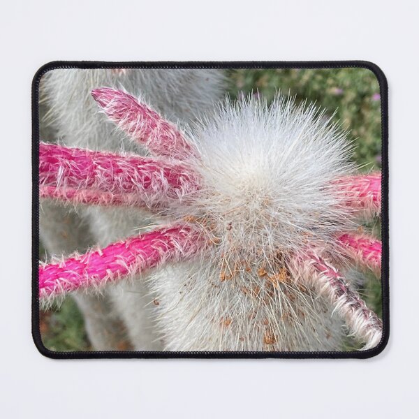 Item preview, Cactus designed and sold by AnnasFloristry.