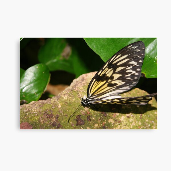 Paper Kite Butterfly with Open Wings Canvas Print