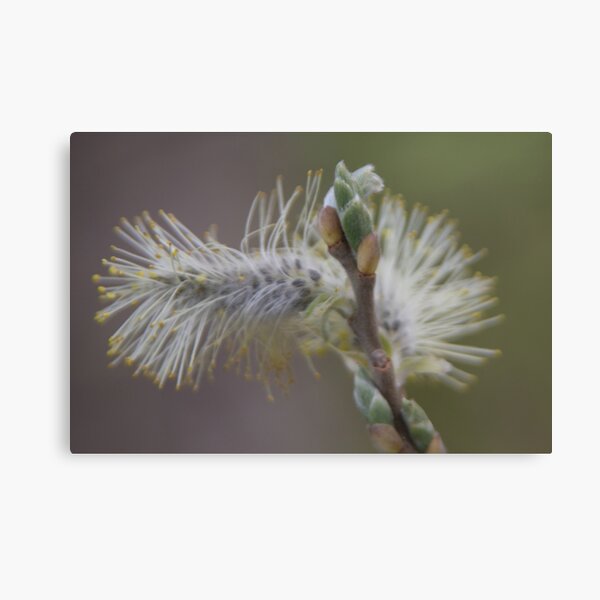 Item preview, Spring designed and sold by Calidris Fotografie Steffi & Ben Köppler.