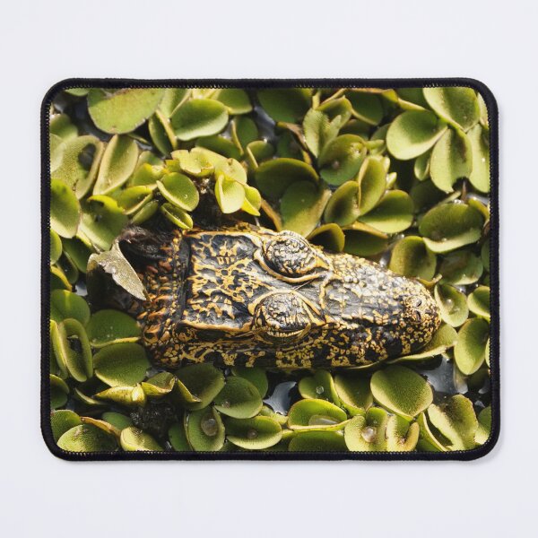 Item preview, Yacare Caiman in Water Hyacinth designed and sold by acwb.