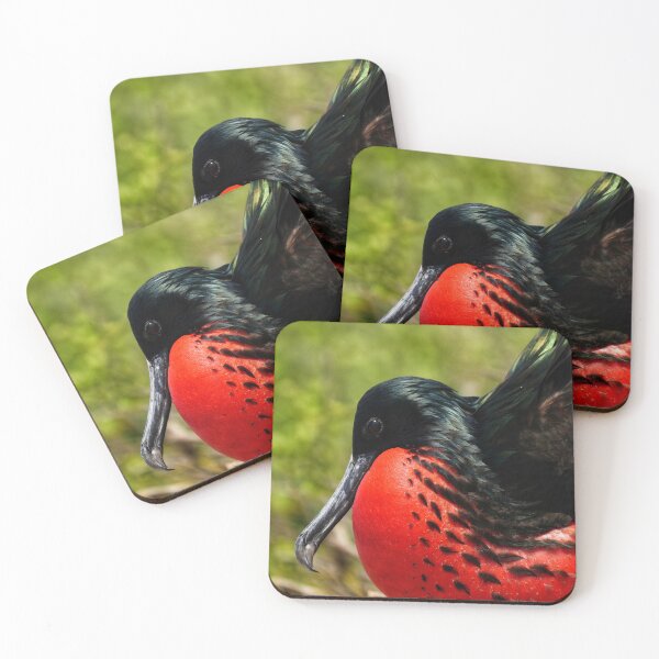 Item preview, Showing Off Frigate Bird designed and sold by acwb.